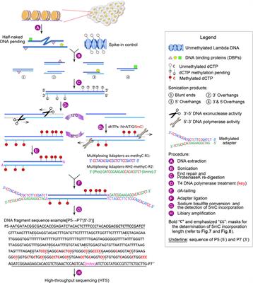 Rapid genome-wide profiling of DNA methylation and genetic variation using guide positioning sequencing (GPS)